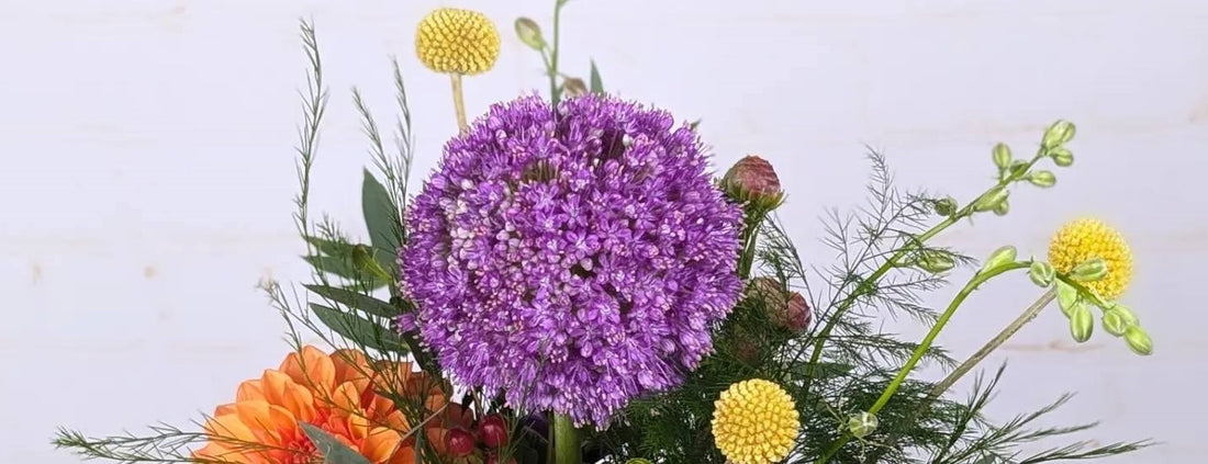 Featured flower: Allium