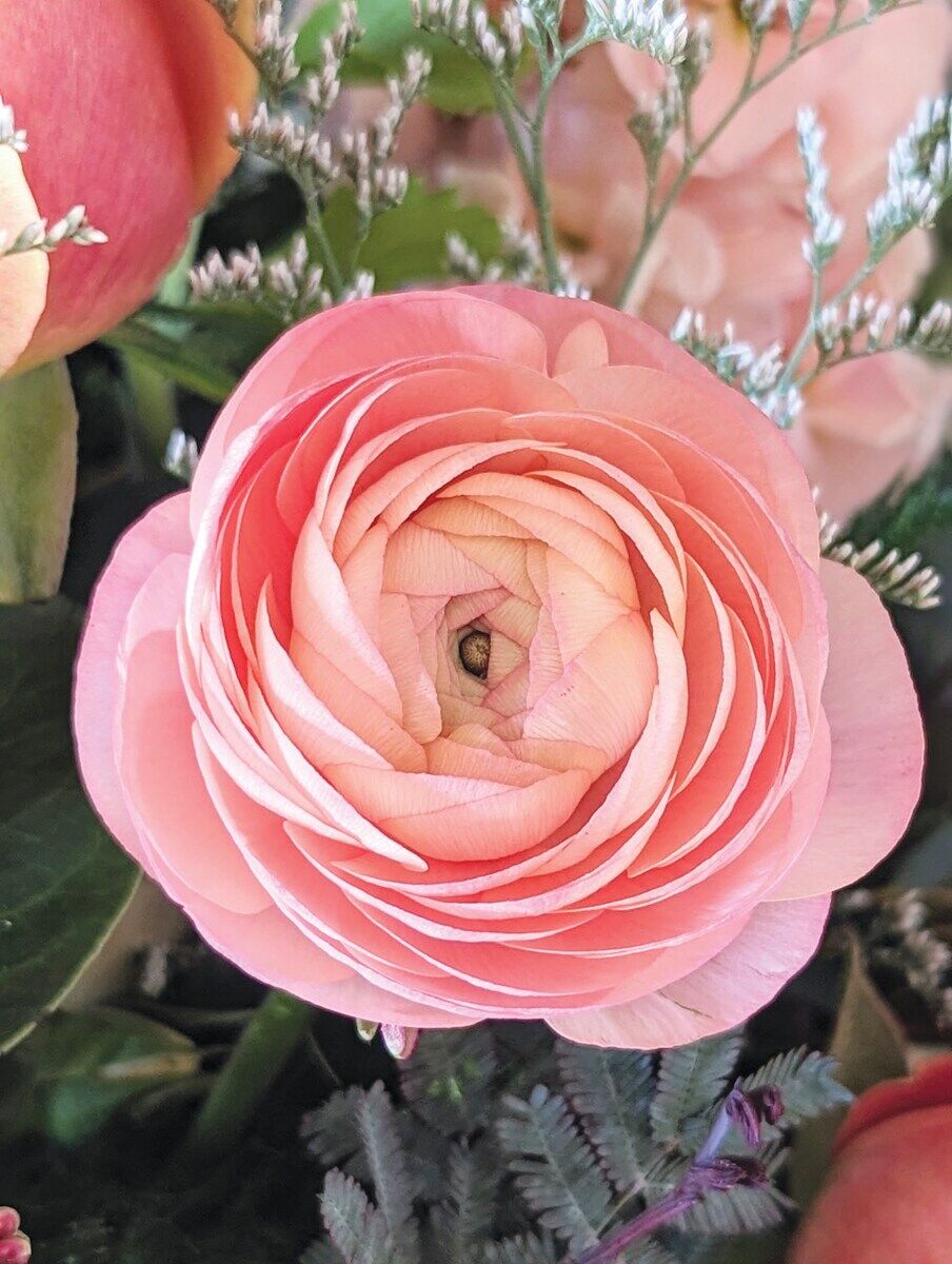 Featured flower: Ranunculus