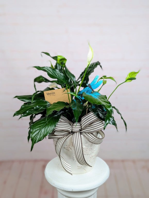 Live Plants