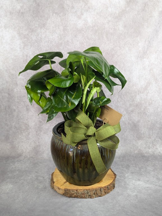 Live Plants